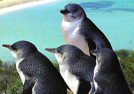 Rockingham Wild Encounters - Accommodation Burleigh 0