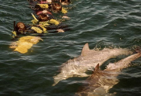 Rockingham Wild Encounters - Accommodation Burleigh 2