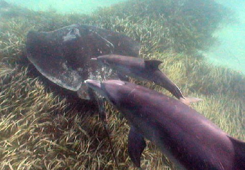 Rockingham Wild Encounters - Accommodation Burleigh 3