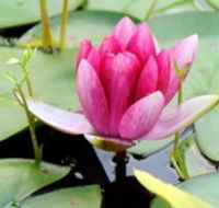 The Lotus Day Spa and Retreat - Accommodation Burleigh