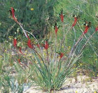 Kalbarri Wildflower Centre - Accommodation Burleigh