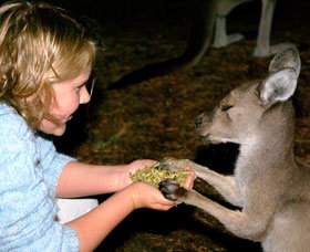 Discovery Bay's Walk On The Wild Side - Accommodation Burleigh 0