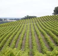 Willow Bridge Estate - Accommodation Burleigh