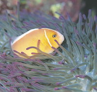 Rowley Shoals - Accommodation Burleigh