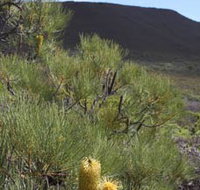 Lesueur Walk Trail Mount Lesueur - Accommodation Burleigh