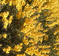 Dalwallinu Remnant Bushland - Accommodation Burleigh