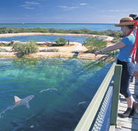 Shark Bay Marine Park - Accommodation Burleigh