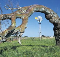 Greenough Leaning Trees - Accommodation Burleigh