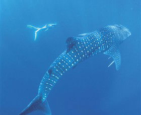 Ningaloo Marine Park - Accommodation Burleigh 0