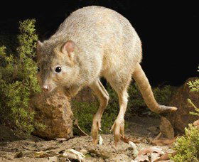 Kanyana Wildlife - Accommodation Burleigh 0