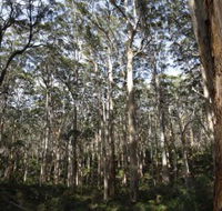 Boranup Karri Forest - Accommodation Burleigh