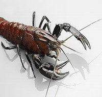 Andermel Marron - Accommodation Burleigh