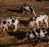 Will's Rare Breeds Farm - Accommodation Burleigh