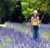 Brayfield Park Lavender Farm - Accommodation Burleigh