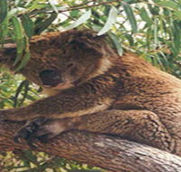 Mikkira Station - Accommodation Burleigh