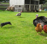 Echo Farm - Accommodation Burleigh