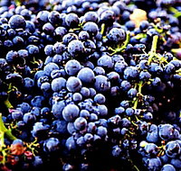 Laurel Bank Vineyard - Accommodation Burleigh