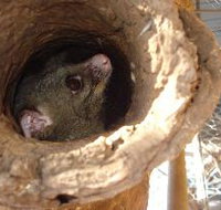Mulga Sanctuary and Wildlife Park - Accommodation Burleigh
