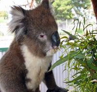 Glen-Forest Tourist Park - Accommodation Burleigh