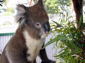 Glen-Forest Tourist Park - Accommodation Burleigh 0