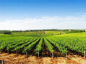 Aldinga Bay Winery - Accommodation Burleigh 0