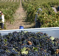 Rolf Binder Wines - Accommodation Burleigh