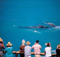Whale Watching At Head Of Bight - Accommodation Burleigh