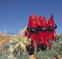 Alan Mclellan Lookout - Accommodation Burleigh