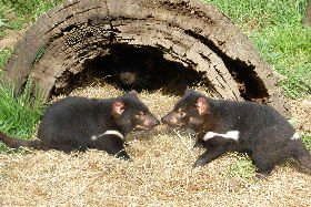 Gunns Plains TAS Accommodation Burleigh