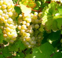 Winstead Vineyard - Accommodation Burleigh