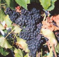 Darlington Vineyard - Accommodation Burleigh