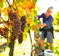 Native Point Wines - Accommodation Burleigh