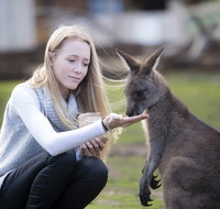 Bonorong Wildlife Sanctuary - Accommodation Burleigh