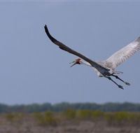 Gayngaru Wetlands Interpretive Walk - Accommodation Burleigh