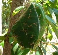 Greenant Creek Walk - Accommodation Burleigh