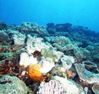 Mudjimba Old Woman Island Dive Site - Accommodation Burleigh