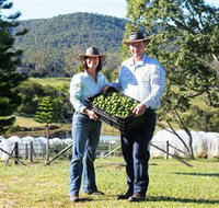 Hinterland Feijoas - Accommodation Burleigh