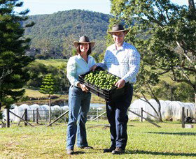 Hinterland Feijoas - Accommodation Burleigh 0