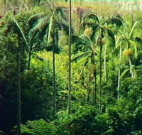 Fern Tree Pool and Giant's Chair Circuit - Accommodation Burleigh