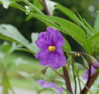 Alpha Native Flower Garden - Accommodation Burleigh