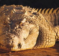 Koorana Crocodile Farm - Accommodation Burleigh