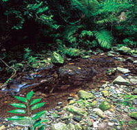 Wompoo Walk - Accommodation Burleigh