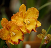 Queens Park - Orchid House - Accommodation Burleigh