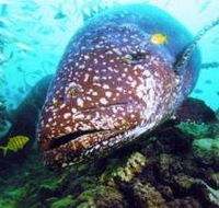 Lady Musgrave Island Dive Sites - Accommodation Burleigh