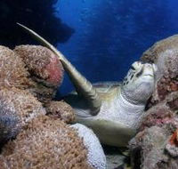Light House Bommie Dive Site - Accommodation Burleigh