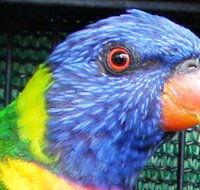 Fraser Coast Wildlife Sanctuary - Accommodation Burleigh