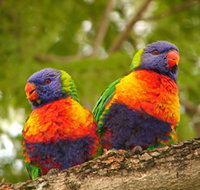 Blue Mountain Park - Accommodation Burleigh