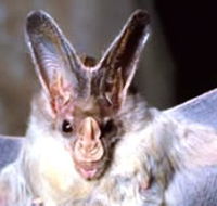 Mount Etna Caves National Park - Accommodation Burleigh