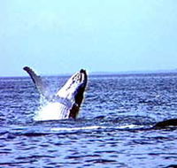 Whale Watching - Accommodation Burleigh