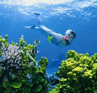 Wheeler Reef Dive Site - Accommodation Burleigh
